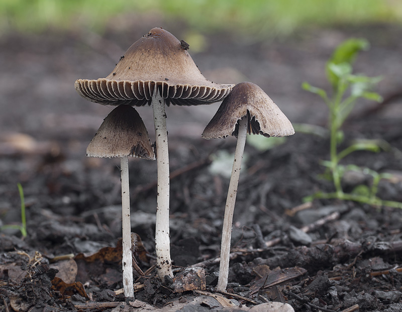 Psathyrella longicauda